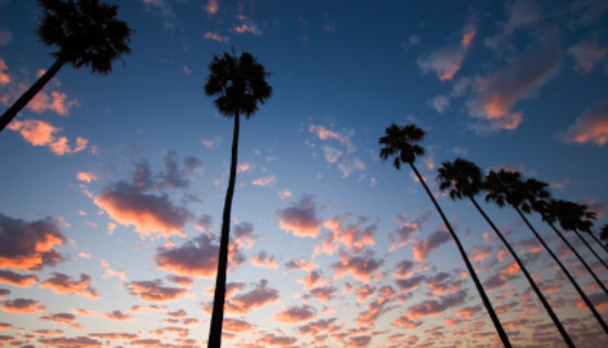 ist2_11568545 palm tree sky1.jpg